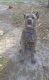 Cane Corso Puppies for sale in Chiefland, FL 32626, USA. price: NA