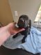 Cane Corso Puppies for sale in Chiefland, FL 32626, USA. price: $800