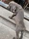 Cane Corso Puppies for sale in Pepper Pike, OH 44124, USA. price: NA