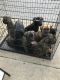 Cane Corso Puppies for sale in Cleveland, OH 44109, USA. price: $1,200