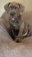 Cane Corso Puppies for sale in Sumner, WA, USA. price: $2,500