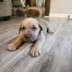 Cane Corso Puppies for sale in Riverdale, GA 30274, USA. price: $1,700