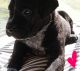 Cane Corso Puppies for sale in Gulf Shores, AL 36542, USA. price: $1,500