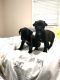 Cane Corso Puppies for sale in Lakeland, FL, USA. price: $150