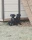 Cane Corso Puppies for sale in Hesston, KS 67062, USA. price: NA