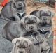 Cane Corso Puppies for sale in Atlanta, GA, USA. price: $510