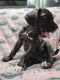 Cane Corso Puppies for sale in Vacaville, CA, USA. price: NA
