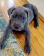 Cane Corso Puppies for sale in Moyock, NC 27958, USA. price: $2,500