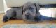 Cane Corso Puppies for sale in Virginia Beach, VA, USA. price: $1,900