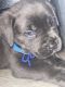 Cane Corso Puppies for sale in Cincinnati, OH, USA. price: $600