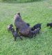 Cane Corso Puppies for sale in Lewistown, MT 59457, USA. price: NA
