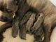 Cane Corso Puppies for sale in Monroeville, AL 36460, USA. price: $1,500