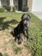 Cane Corso Puppies for sale in 322 Leaflet Ives Trail, Lawrenceville, GA 30045, USA. price: NA