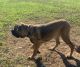 Cane Corso Puppies for sale in Kittanning, PA 16201, USA. price: $750