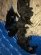 Cane Corso Puppies for sale in Butte, MT, USA. price: $1,300