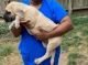 Cane Corso Puppies for sale in Houston, TX, USA. price: $1,000