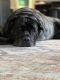 Cane Corso Puppies for sale in Sussex, WI, USA. price: NA
