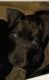 Cane Corso Puppies for sale in Blackwood, NJ 08012, USA. price: NA