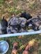 Cane Corso Puppies for sale in Selmer, TN 38375, USA. price: $500,600