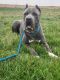 Cane Corso Puppies for sale in Moorpark, CA 93021, USA. price: NA