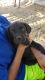 Cane Corso Puppies for sale in Livingston, CA 95334, USA. price: $1,200