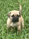 Cane Corso Puppies for sale in Decatur, TN 37322, USA. price: NA