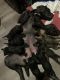 Cane Corso Puppies for sale in Hollywood, Los Angeles, CA, USA. price: $2,000