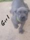 Cane Corso Puppies for sale in Baltimore, MD, USA. price: $1,500
