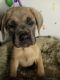 Cane Corso Puppies for sale in Sacramento, CA 95838, USA. price: NA