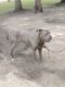 Cane Corso Puppies for sale in Cheverly, MD, USA. price: $750