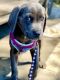Cane Corso Puppies for sale in Tarzana, Los Angeles, CA, USA. price: $700