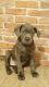 Cane Corso Puppies for sale in Fort Washington, MD, USA. price: $1,000