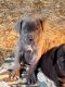Cane Corso Puppies for sale in Tonganoxie, KS 66086, USA. price: $2,500