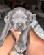 Cane Corso Puppies for sale in Jacksonville, AL 36265, USA. price: NA