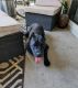 Cane Corso Puppies for sale in Chandler, AZ, USA. price: $1,200