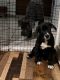 Cane Corso Puppies for sale in Wilmington, DE, USA. price: $700