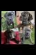 Cane Corso Puppies for sale in Severance, CO, USA. price: NA
