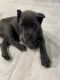 Cane Corso Puppies for sale in Glendale, CA, USA. price: NA