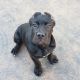 Cane Corso Puppies for sale in Rail Rd Flat, CA, USA. price: $2,500