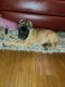 Cane Corso Puppies for sale in McKinney, TX 75070, USA. price: $1,600