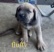 Cane Corso Puppies for sale in Richmond, CA, USA. price: $3,500