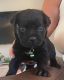 Cane Corso Puppies for sale in Galt, CA 95632, USA. price: NA