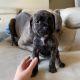 Cane Corso Puppies for sale in Houston, TX, USA. price: $600