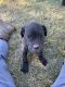Cane Corso Puppies for sale in Cedar Hill, TN 37032, USA. price: $1,500