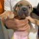 Cane Corso Puppies for sale in Newark, NJ 07114, USA. price: $2,500