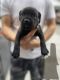 Cane Corso Puppies for sale in West Covina, CA, USA. price: NA