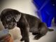 Cane Corso Puppies for sale in Atlanta, GA, USA. price: $2,500