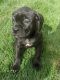 Cane Corso Puppies for sale in Rochester, NY, USA. price: $1,400