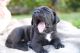 Cane Corso Puppies for sale in Crozet, VA 22932, USA. price: $1,200