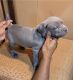 Cane Corso Puppies for sale in Centereach, NY, USA. price: $600